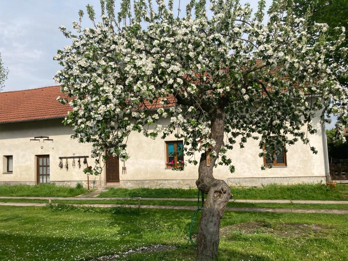 Prijemny Apartman Se Zahradou Ostresany Buitenkant foto
